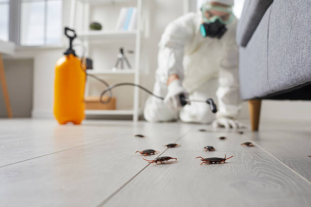Commercial Rodent Management in Torrance